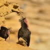 Ibis skalni - Geronticus eremita - Waldrapp - Bald Ibis 5820